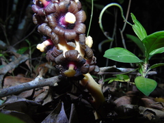 Bdallophytum americanum