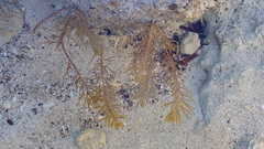 Caulocystis cephalornithos