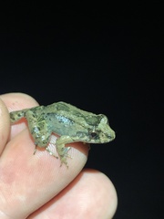 Leptodactylus discodactylus