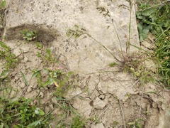 Poa bulbosa vivipara