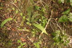 Blechnum australe