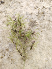 Poa bulbosa vivipara