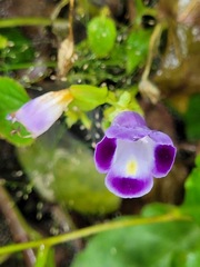 Torenia fournieri