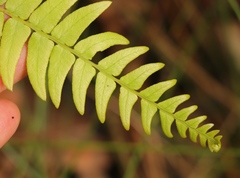 Blechnum australe