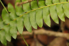 Blechnum australe