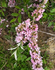 Prunus tenella
