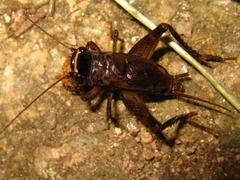 Loxoblemmus arietulus