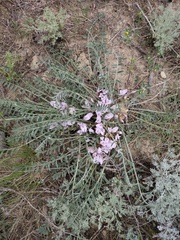 Astragalus dolichophyllus