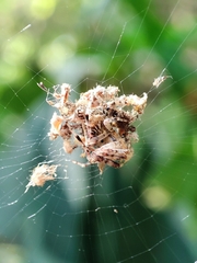 Cyclosa