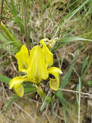 Iris pumila