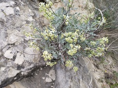 Matthiola odoratissima
