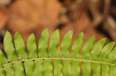 Blechnum australe