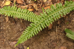 Blechnum australe