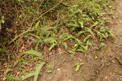 Blechnum australe