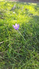Crocus