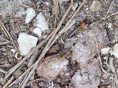 Scolopendra cingulata