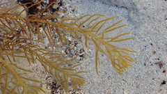 Caulocystis cephalornithos