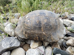 Testudo graeca armeniaca