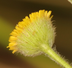Pulicaria scabra