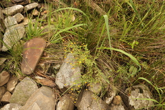 Pulicaria scabra