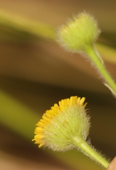 Pulicaria scabra