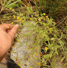 Pulicaria scabra