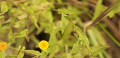 Pulicaria scabra