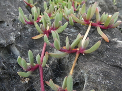 Disphyma australe australe