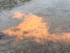 Noctiluca scintillans