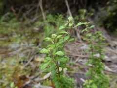 Euphrasia cuneata