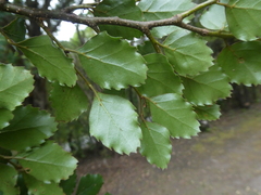 Nothofagus fusca
