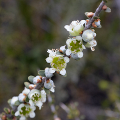 Leptospermum spinescens