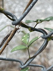 Macroptilium lathyroides