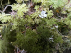 Geranium microphyllum