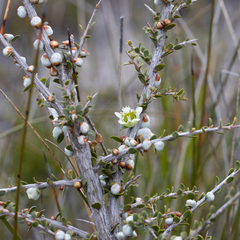 Leptospermum spinescens
