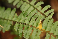 Asplenium lunulatum