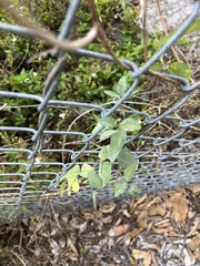 Macroptilium lathyroides