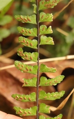 Asplenium lunulatum
