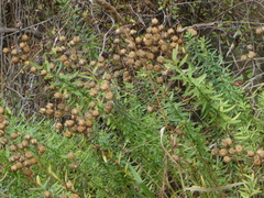 Linum monogynum monogynum