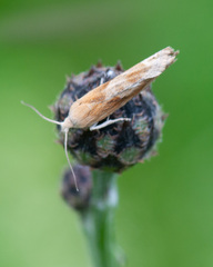Eucosma cana