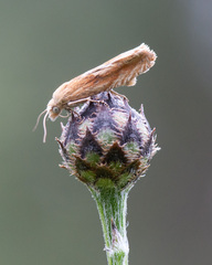 Eucosma cana