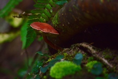 Hortiboletus campestris