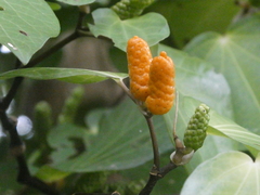 Piper excelsum excelsum