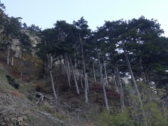 Pinus nigra pallasiana