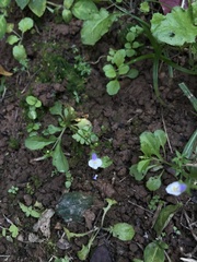 Torenia crustacea