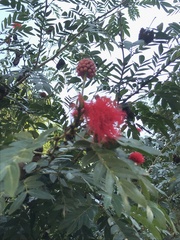 Calliandra haematocephala