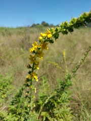 Agrimonia bracteata
