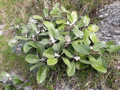 Pachystegia insignis