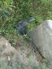 Varanus salvator salvator
