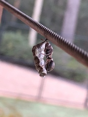 Ropalidia revolutionalis